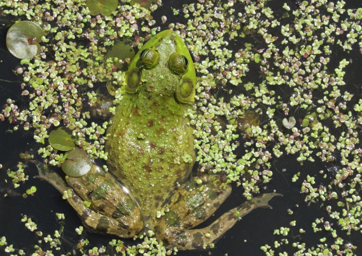 American Bullfrog